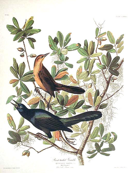 Item #7534 Boat-tailed Grackle. From "The Birds of America" (Amsterdam Edition). John James AUDUBON.