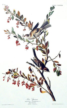 Item #7537 Tree Sparrow. From "The Birds of America" (Amsterdam Edition). John James AUDUBON