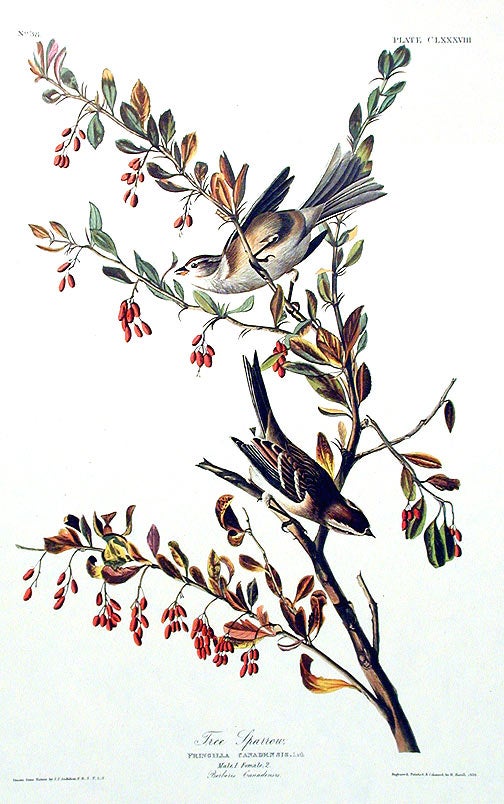 Item #7537 Tree Sparrow. From "The Birds of America" (Amsterdam Edition). John James AUDUBON.