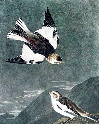 Snow Bunting. From "The Birds of America" (Amsterdam Edition)