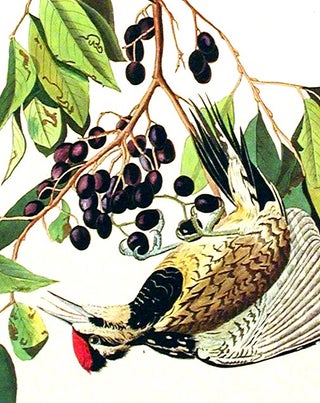 Yellow-bellied Woodpecker. From "The Birds of America" (Amsterdam Edition)