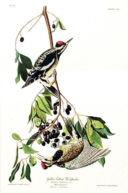 Item #7539 Yellow-bellied Woodpecker. From "The Birds of America" (Amsterdam Edition). John James AUDUBON.