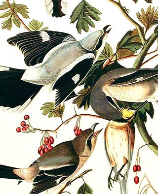 Great American Shrike or Butcher Bird. From "The Birds of America" (Amsterdam Edition)
