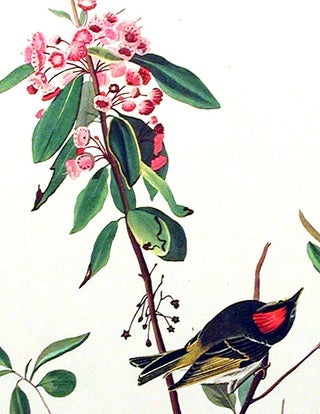 Ruby Crowned Wren. From "The Birds of America" (Amsterdam Edition)
