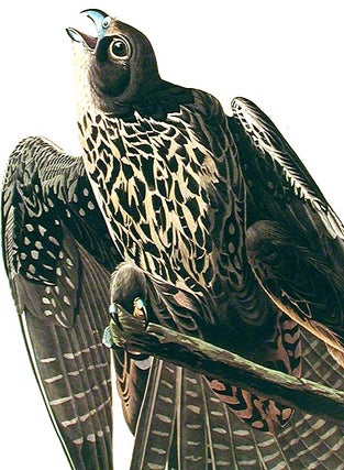 Labrador Falcon. From "The Birds of America" (Amsterdam Edition)