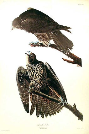 Item #7547 Labrador Falcon. From "The Birds of America" (Amsterdam Edition). John James AUDUBON