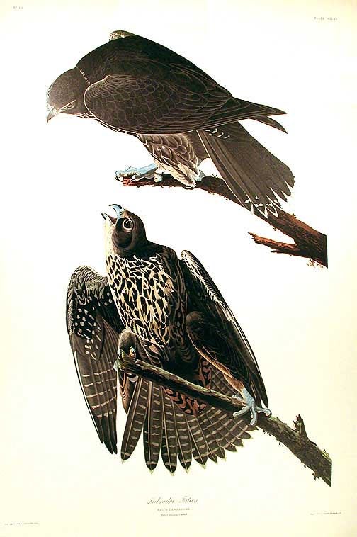 Item #7547 Labrador Falcon. From "The Birds of America" (Amsterdam Edition). John James AUDUBON.