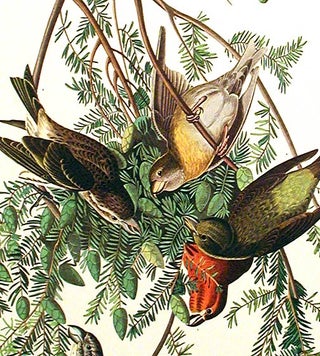 American Crossbill. From "The Birds of America" (Amsterdam Edition)