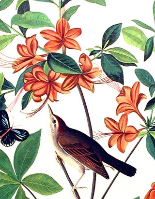 Brown headed Worm Eating Warbler. From "The Birds of America" (Amsterdam Edition)