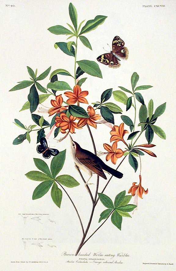 Item #7549 Brown headed Worm Eating Warbler. From "The Birds of America" (Amsterdam Edition). John James AUDUBON.