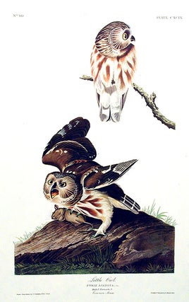 Item #7550 Little Owl. From "The Birds of America" (Amsterdam Edition). John James AUDUBON