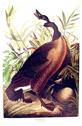 Item #7552 Canada Goose. From "The Birds of America" (Amsterdam Edition). John James AUDUBON