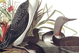 Red-throated Diver. From "The Birds of America" (Amsterdam Edition)