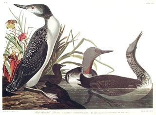 Item #7553 Red-throated Diver. From "The Birds of America" (Amsterdam Edition). John James AUDUBON