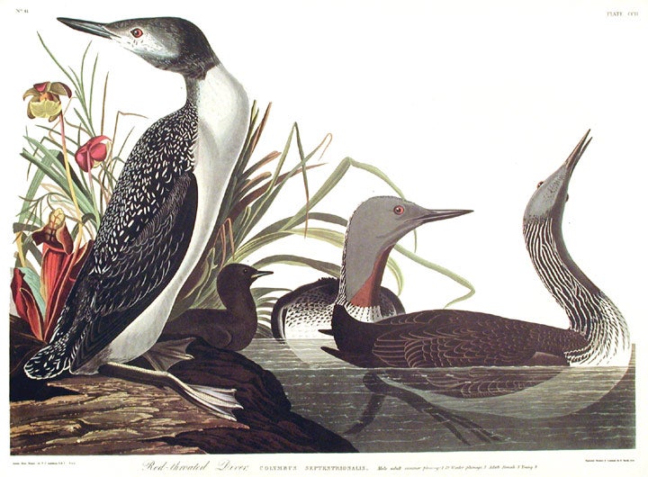 Item #7553 Red-throated Diver. From "The Birds of America" (Amsterdam Edition). John James AUDUBON.