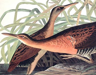 Fresh Water Marsh Hen. From "The Birds of America" (Amsterdam Edition)