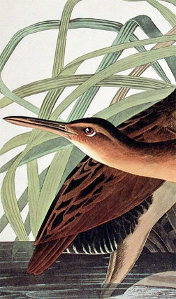 Salt Water Marsh Hen. From "The Birds of America" (Amsterdam Edition)