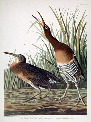 Item #7555 Salt Water Marsh Hen. From "The Birds of America" (Amsterdam Edition). John James AUDUBON