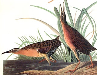 Virginia Rail. From "The Birds of America" (Amsterdam Edition)