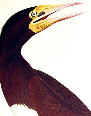 Booby Gannet. From "The Birds of America" (Amsterdam Edition)