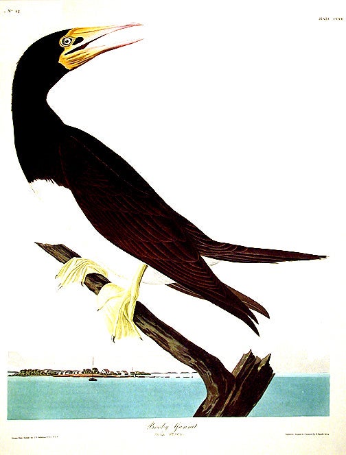 Item #7559 Booby Gannet. From "The Birds of America" (Amsterdam Edition). John James AUDUBON.