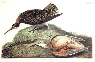 Item #7560 Esquimaux Curlew. From "The Birds of America" (Amsterdam Edition). John James AUDUBON