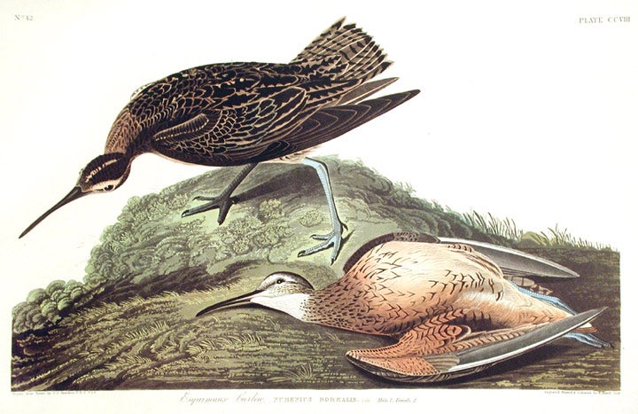 Item #7560 Esquimaux Curlew. From "The Birds of America" (Amsterdam Edition). John James AUDUBON.
