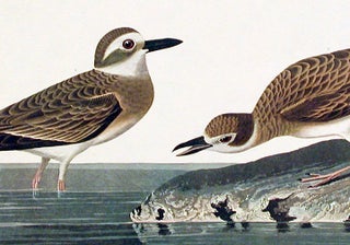 Wilson’s Plover. From "The Birds of America" (Amsterdam Edition)