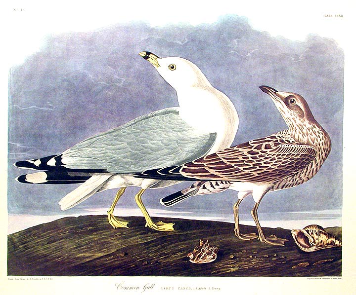 Item #7564 Common Gull. From "The Birds of America" (Amsterdam Edition). John James AUDUBON.