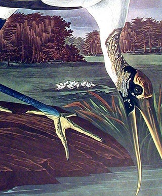 Wood Ibis. From "The Birds of America" (Amsterdam Edition)