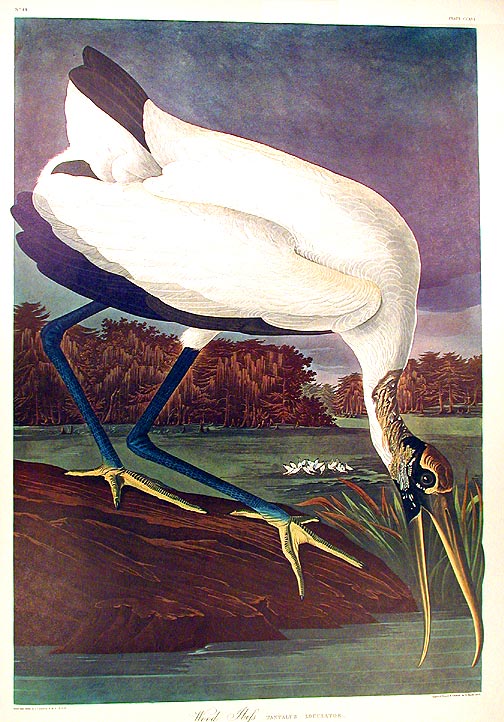 Item #7568 Wood Ibis. From "The Birds of America" (Amsterdam Edition). John James AUDUBON.