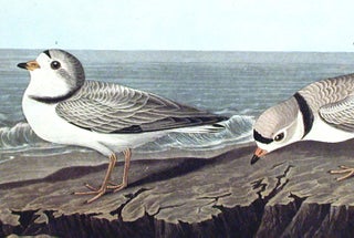 Piping Plover. From "The Birds of America" (Amsterdam Edition)
