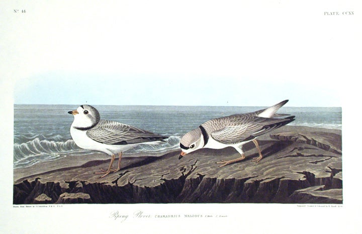 Item #7574 Piping Plover. From "The Birds of America" (Amsterdam Edition). John James AUDUBON.