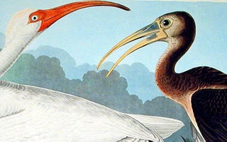 White Ibis. From "The Birds of America" (Amsterdam Edition)
