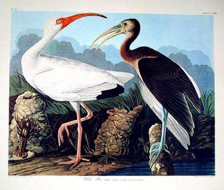 Item #7576 White Ibis. From "The Birds of America" (Amsterdam Edition). John James AUDUBON