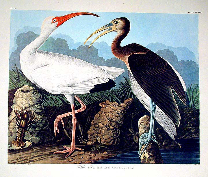 Item #7576 White Ibis. From "The Birds of America" (Amsterdam Edition). John James AUDUBON.