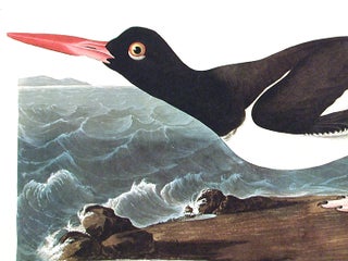 Pied oyster-catcher. From "The Birds of America" (Amsterdam Edition)
