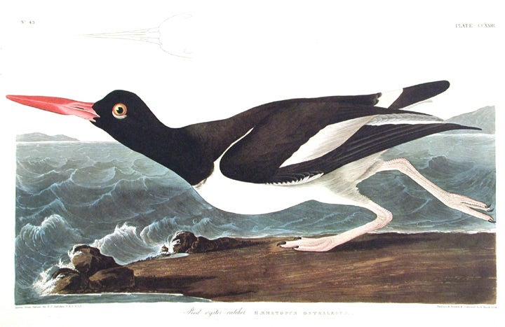 Item #7580 Pied oyster-catcher. From "The Birds of America" (Amsterdam Edition). John James AUDUBON.