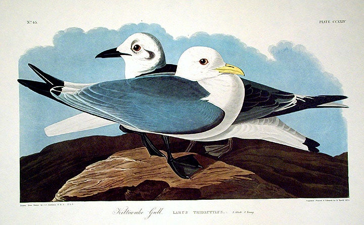 Item #7583 Kittiwake Gull. From "The Birds of America" (Amsterdam Edition). John James AUDUBON.