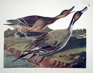 Item #7586 Pin tailed Duck. From "The Birds of America" (Amsterdam Edition). John James AUDUBON
