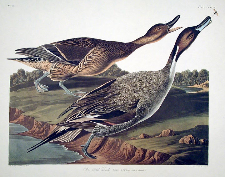 Item #7586 Pin tailed Duck. From "The Birds of America" (Amsterdam Edition). John James AUDUBON.