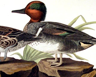 American Green Winged Teal. From "The Birds of America" (Amsterdam Edition)