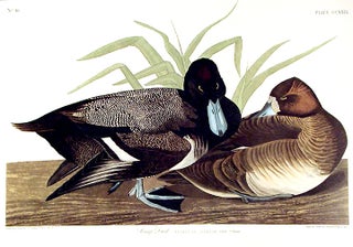 Item #7591 Scaup Duck. From "The Birds of America" (Amsterdam Edition). John James AUDUBON