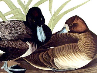 Scaup Duck. From "The Birds of America" (Amsterdam Edition)