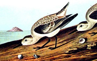 Ruddy Plover. From "The Birds of America" (Amsterdam Edition)