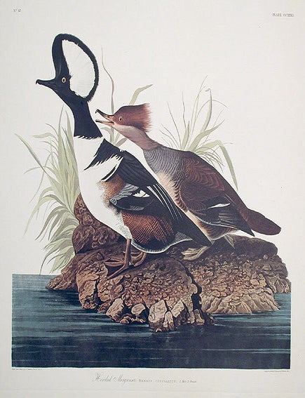 Item #7595 Hooded Merganser. From "The Birds of America" (Amsterdam Edition). John James AUDUBON.