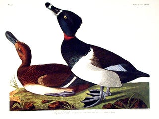 Item #7599 Tufted Duck. From "The Birds of America" (Amsterdam Edition). John James AUDUBON