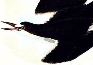 Sooty Tern. From "The Birds of America" (Amsterdam Edition)
