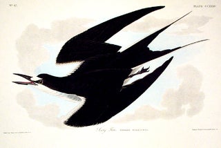 Item #7600 Sooty Tern. From "The Birds of America" (Amsterdam Edition). John James AUDUBON