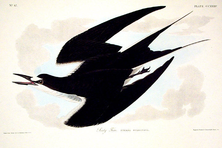 Item #7600 Sooty Tern. From "The Birds of America" (Amsterdam Edition). John James AUDUBON.